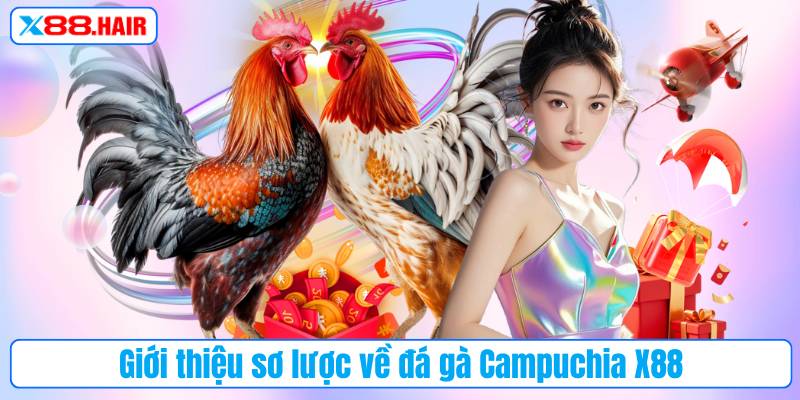 Giới thiệu sơ lược về đá gà Campuchia X88