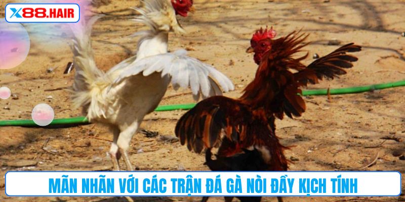 Mãn nhãn với các trận đá gà nòi đầy kịch tính