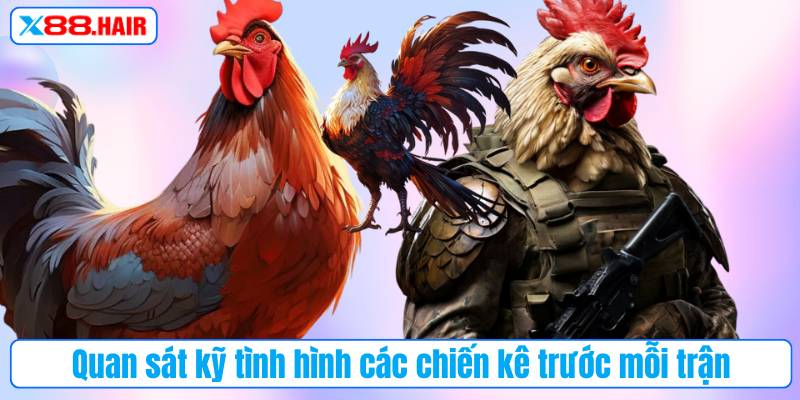 Quan sát kỹ tình hình các chiến kê trước mỗi trận