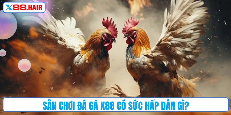 Sân chơi đá gà X88 có sức hấp dẫn gì?