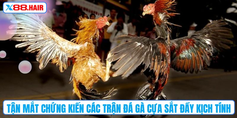 Tận mắt chứng kiến các trận đá gà cựa sắt đầy kịch tính